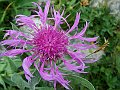 Compositae - Centaurea montana